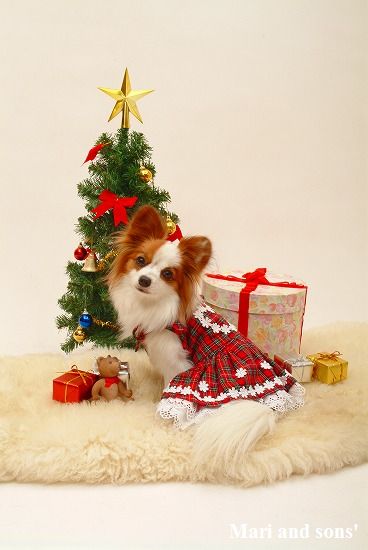 �N���X�}�X