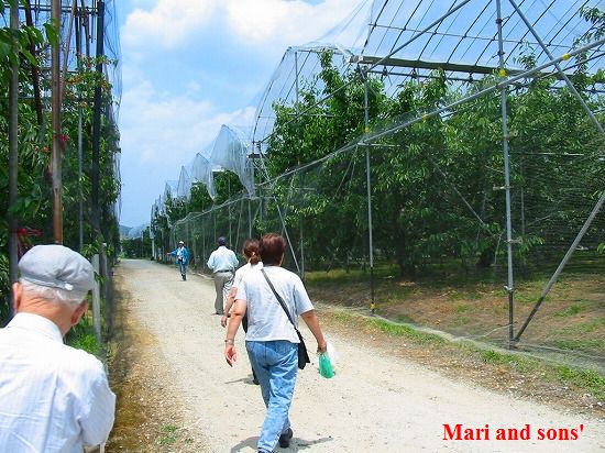 ></TD>
	</TR>

	<TR>
	<TD><P>���̎����ɂȂ�Ɓ@�������ڂ��H�ׂ����Ȃ�܂�<BR>�����Ł@����������񂨂΂��������U���ċv���Ԃ�̊F�ł̉��o���y���ނ��Ƃɂ��܂���<P>
�o������̂͂������ڂ̎Y�n�ł���R�`�̊��͍]�@�����č��o��������ƌ����������R�`�̑���̃o�����֊��h�𑠉�����ɂƂ����ڂɓȖ؂̓ߐ{�ɔ��܂��Ă̂�����藷�ł�<P>
�܂肿��񂨓V�C�X�����I�I
	</TD>
	</TR>

	<TR>
	<TD><IMG src=